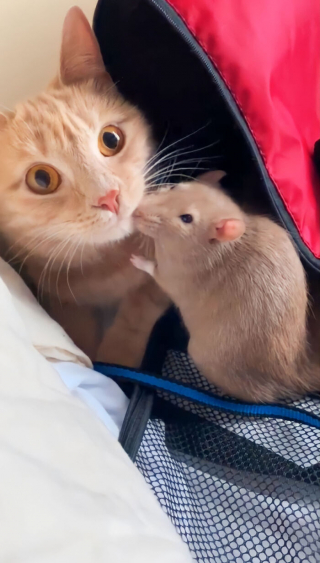 Illustration de l'article : 19 photos racontant l'improbable et magnifique histoire d'amitié entre un chat et un rat