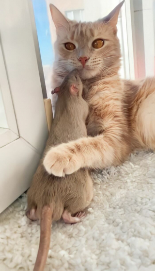 Illustration de l'article : 19 photos racontant l'improbable et magnifique histoire d'amitié entre un chat et un rat