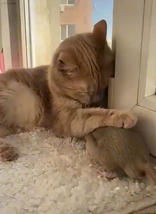 Illustration de l'article : 19 photos racontant l'improbable et magnifique histoire d'amitié entre un chat et un rat