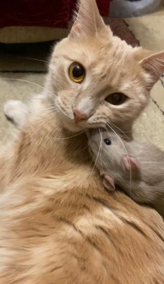 Illustration de l'article : 19 photos racontant l'improbable et magnifique histoire d'amitié entre un chat et un rat