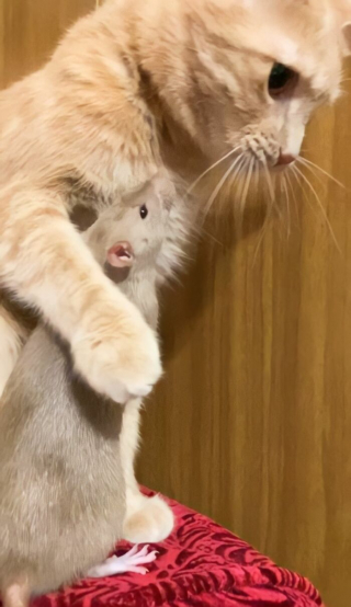 Illustration de l'article : 19 photos racontant l'improbable et magnifique histoire d'amitié entre un chat et un rat