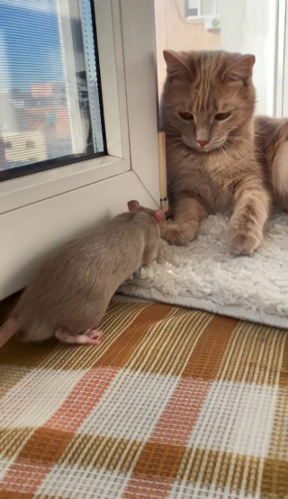 Illustration de l'article : 19 photos racontant l'improbable et magnifique histoire d'amitié entre un chat et un rat