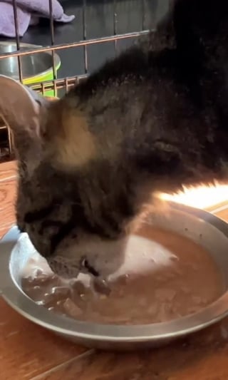 Illustration de l'article : Malade et couvert de blessures, un chat errant est remarqué par des bénévoles venus stériliser une colonie
