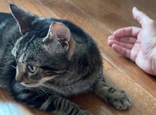 Illustration de l'article : Malade et couvert de blessures, un chat errant est remarqué par des bénévoles venus stériliser une colonie