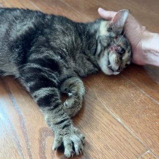 Illustration de l'article : Malade et couvert de blessures, un chat errant est remarqué par des bénévoles venus stériliser une colonie