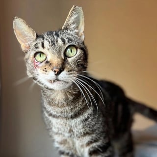 Illustration de l'article : Malade et couvert de blessures, un chat errant est remarqué par des bénévoles venus stériliser une colonie