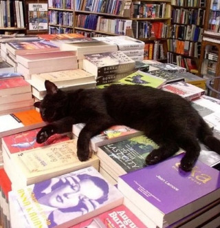 Illustration de l'article : 14 photos de chats prouvant qu'ils sont capables de balayer la morosité d'un revers de la patte