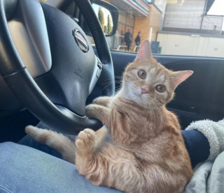 Illustration de l'article : 14 photos de chats prouvant qu'ils sont capables de balayer la morosité d'un revers de la patte