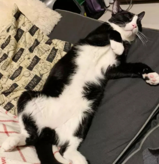 Illustration de l'article : 14 photos de chats prouvant qu'ils sont capables de balayer la morosité d'un revers de la patte