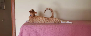 Illustration de l'article : 14 photos de chats prouvant qu'ils sont capables de balayer la morosité d'un revers de la patte
