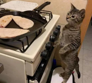 Illustration de l'article : 14 photos de chats prouvant qu'ils sont capables de balayer la morosité d'un revers de la patte