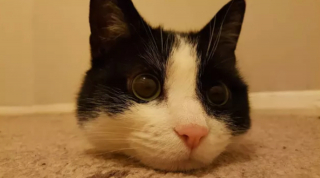 Illustration de l'article : 14 photos de chats prouvant qu'ils sont capables de balayer la morosité d'un revers de la patte