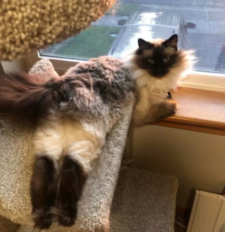 Illustration de l'article : 14 photos de chats prouvant qu'ils sont capables de balayer la morosité d'un revers de la patte