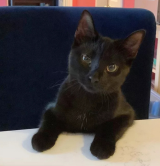 Illustration de l'article : 14 photos de chats prouvant qu'ils sont capables de balayer la morosité d'un revers de la patte