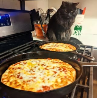 Illustration de l'article : 17 chats ayant décidé de régner sans partage sur leur nouveau royaume qu'est la cuisine