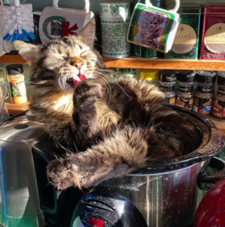 Illustration de l'article : 17 chats ayant décidé de régner sans partage sur leur nouveau royaume qu'est la cuisine