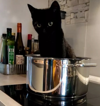 Illustration de l'article : 17 chats ayant décidé de régner sans partage sur leur nouveau royaume qu'est la cuisine