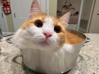 Illustration de l'article : 17 chats ayant décidé de régner sans partage sur leur nouveau royaume qu'est la cuisine