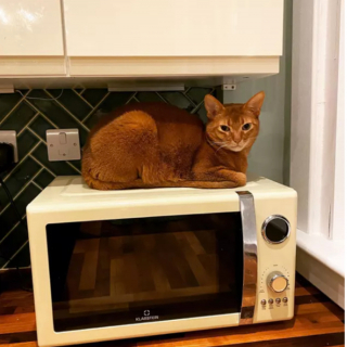 Illustration de l'article : 17 chats ayant décidé de régner sans partage sur leur nouveau royaume qu'est la cuisine
