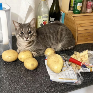 Illustration de l'article : 17 chats ayant décidé de régner sans partage sur leur nouveau royaume qu'est la cuisine