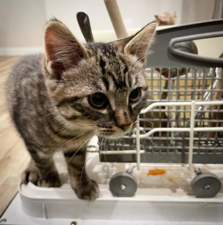 Illustration de l'article : 17 chats ayant décidé de régner sans partage sur leur nouveau royaume qu'est la cuisine