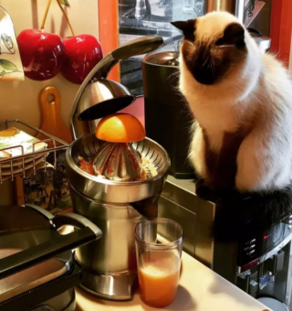 Illustration de l'article : 17 chats ayant décidé de régner sans partage sur leur nouveau royaume qu'est la cuisine