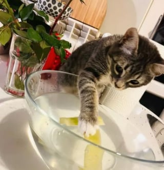 Illustration de l'article : 17 chats ayant décidé de régner sans partage sur leur nouveau royaume qu'est la cuisine