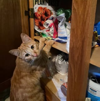 Illustration de l'article : 17 chats ayant décidé de régner sans partage sur leur nouveau royaume qu'est la cuisine