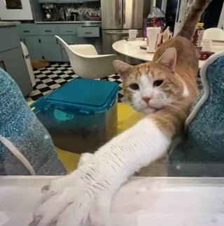 Illustration de l'article : 17 chats ayant décidé de régner sans partage sur leur nouveau royaume qu'est la cuisine