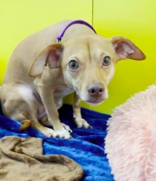 Illustration de l'article : Une bénévole dévouée tente d'apaiser les craintes de 3 Chihuahuas, traumatisés depuis leur admission dans un refuge (vidéo)