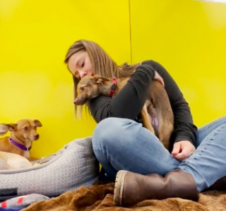 Illustration de l'article : Une bénévole dévouée tente d'apaiser les craintes de 3 Chihuahuas, traumatisés depuis leur admission dans un refuge (vidéo)