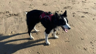 Illustration de l'article : L'émouvant rassemblement autour d'une chienne malade s'offrant son ultime promenade sur sa plage préférée