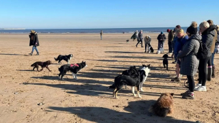 Illustration de l'article : L'émouvant rassemblement autour d'une chienne malade s'offrant son ultime promenade sur sa plage préférée