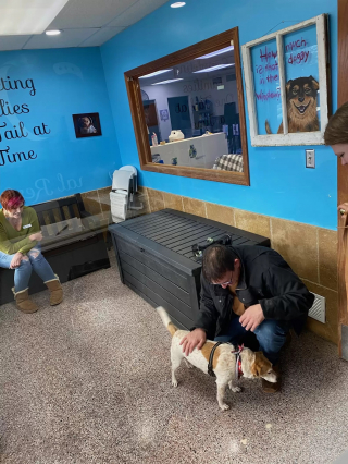 Illustration de l'article : Après avoir ignoré les messages envoyés par un refuge, la famille d'un chien disparu 6 ans plus tôt décide de les prendre au sérieux