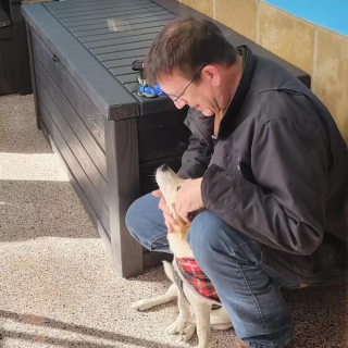 Illustration de l'article : Après avoir ignoré les messages envoyés par un refuge, la famille d'un chien disparu 6 ans plus tôt décide de les prendre au sérieux