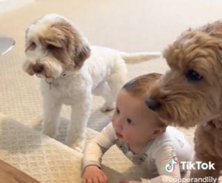 Illustration de l'article : Une vidéo touchante suit la naissance et l'évolution de l'amitié entre un enfant et les chiens de la famille