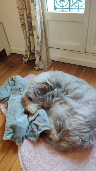 Illustration de l'article : Récupéré à la fourrière, un chien de 12 ans vit les plus beaux derniers jours de sa vie (vidéo)