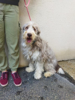 Illustration de l'article : Récupéré à la fourrière, un chien de 12 ans vit les plus beaux derniers jours de sa vie (vidéo)