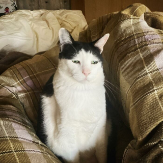 Illustration de l'article : 18 photos de Pancho, le chat au "regard le plus triste d'Internet" mais qui est tout sauf malheureux