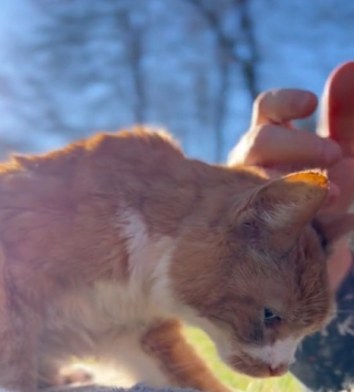 Illustration de l'article : Une femme offre le plus beau des adieux à son chat, qui vit ses dernières heures à ses côtés (vidéo)