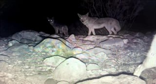 Illustration de l'article : Des bénévoles tentent d'aider un chien abandonné et ayant intégré une meute de coyotes