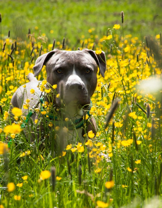 Illustration de l'article : Une femme est dévastée par le vol de son chien, survenu lors du cambriolage de sa maison (vidéo)