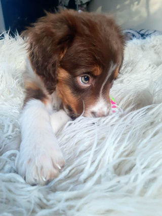 Illustration de l'article : Aveugle, ce chiot de 4 mois recherche la famille idéale qui lui donnera une chance de s'épanouir (vidéo)