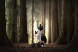 Illustration de l'article : 20 photos de chiens célébrant leur beauté et celle des paysages néerlandais leur servant de décor