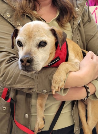Illustration de l'article : La réapparition surprise 3000 kilomètres plus loin d'un chien perdu de vue 7 ans plus tôt