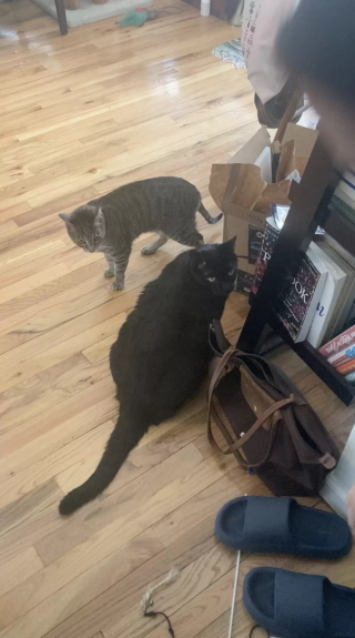 Illustration de l'article : Un chat sénior frappe à la porte de son voisin félin pour jouer en sa compagnie (vidéo)