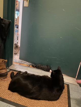 Illustration de l'article : Un chat sénior frappe à la porte de son voisin félin pour jouer en sa compagnie (vidéo)