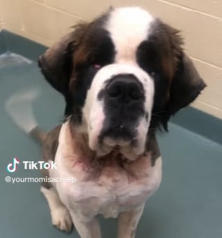 Illustration de l'article : Enchaîné, affamé et maltraité, un Saint Bernard revit grâce à une âme charitable (vidéo)