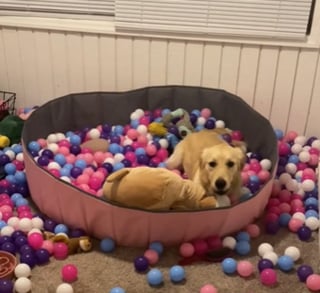 Illustration de l'article : Cette Golden Retriever s'en donnant à coeur joie dans sa piscine à balles prouve que les chiens ne perdent jamais leur âme de chiot (vidéo)