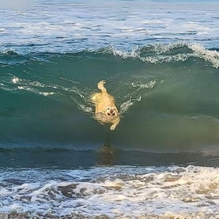 Illustration de l'article : 20 photos hilarantes de chiens prouvant qu'ils ne sont jamais à court d'idées pour nous surprendre